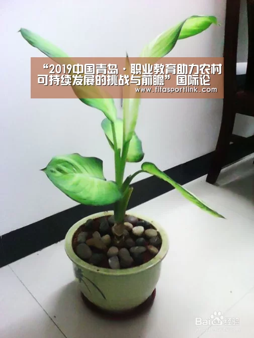 世界杯外围买球